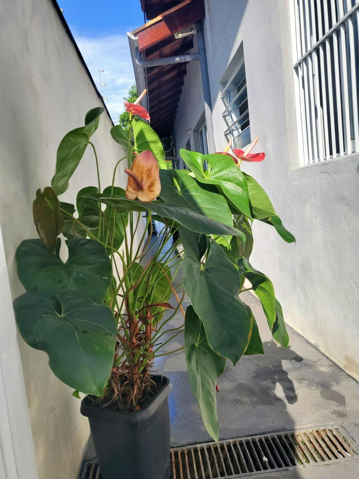 Vila Stoltz Ubatuba Bagian luar foto